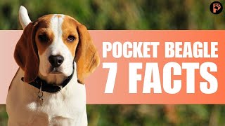 Pocket Beagle: 7 Bite Sized Facts You Need To Know