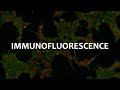 Immunofluorescence (IF), Immunohistochemistry (IHC), and Immunocytochemistry (ICC)