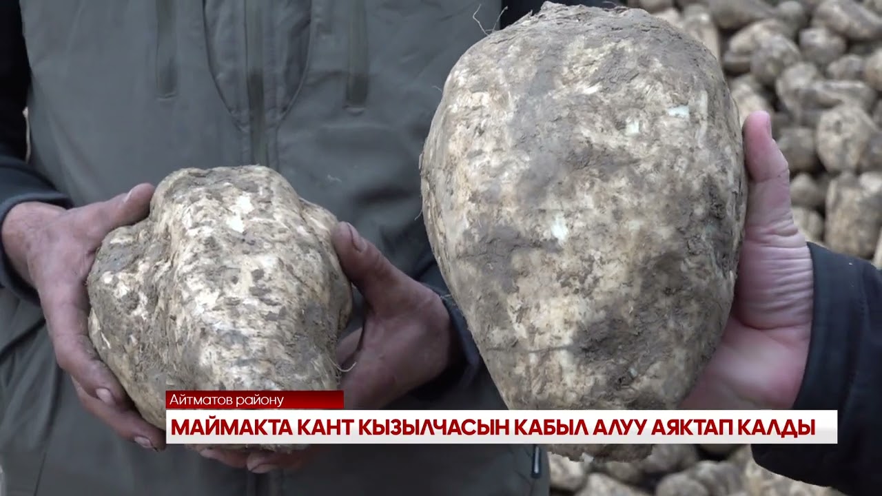 МАЙМАКТА КАНТ КЫЗЫЛЧАСЫН КАБЫЛ АЛУУ АЯКТАП КАЛДЫ