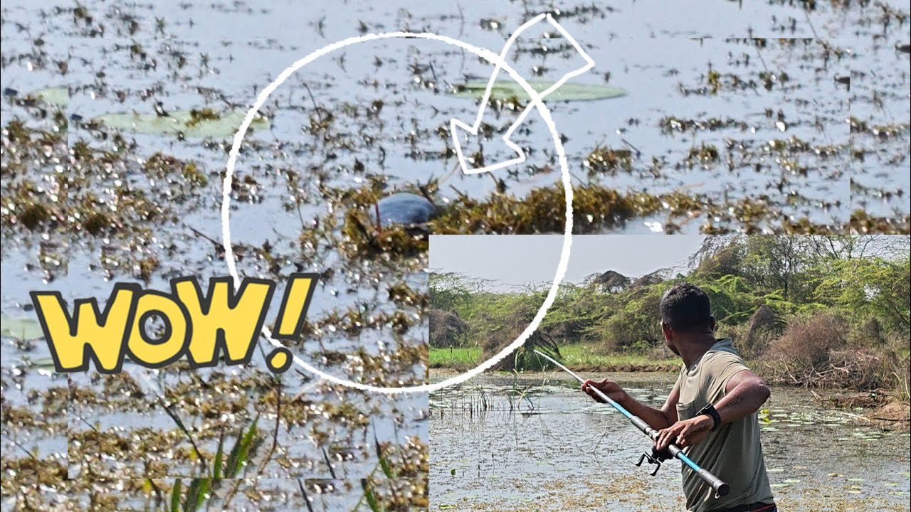 Snake head fishing vedios snake head fishing #fishing #telugu #snakehead #vedios.