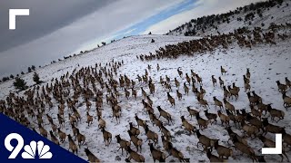 Aerial survey of elk herds after Cameron Peak Fire