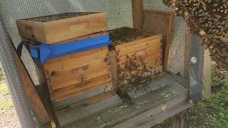 carniola honeybee hive inspection and adding more room with extra box