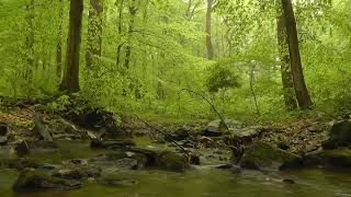 Forest  /  Sound of water / Stream ASMR /
숲속의 속삭임~