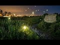 Save and Protect our Fireflies