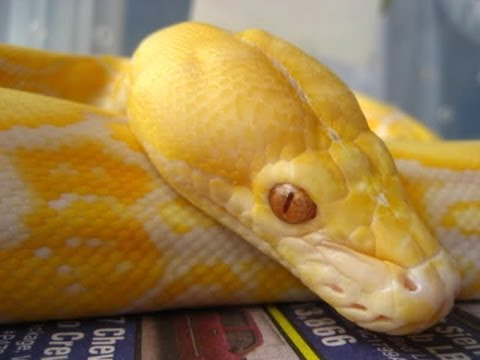 New Retic! Albino Lav Tiger