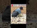 Lotus root harvest in N China