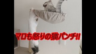 一緒に寝ようとする新入りに怒る先住猫