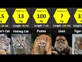 All 40 species of wild cats  size comparison