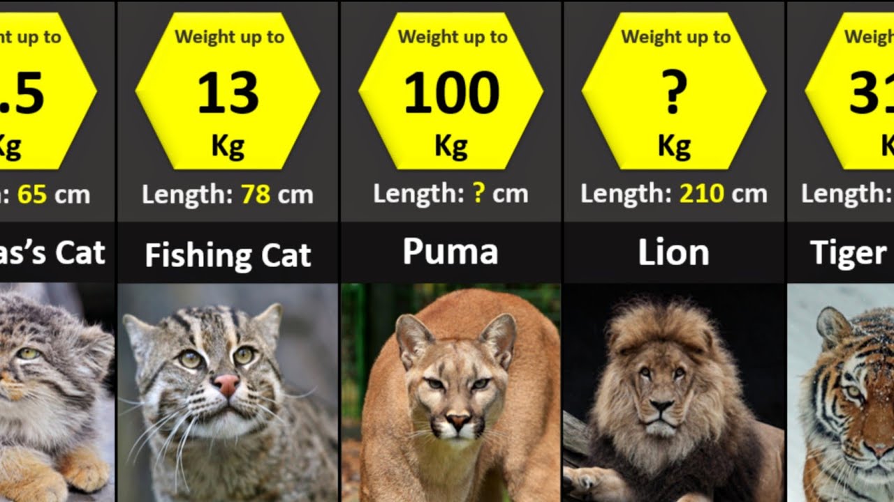 All 40 Species of Wild Cats | Size Comparison - YouTube