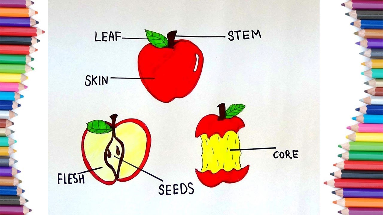 [DIAGRAM] Diagram Of Apple Parts - MYDIAGRAM.ONLINE