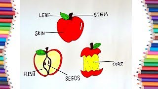 HOW TO DRAW PARTS OF AN APPLE DIAGRAM