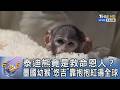 泰迪熊竟是救命恩人？墨國幼猴「悠吉」靠抱抱紅遍全球｜FOCUS午間新聞 20260603 @TVBSNEWS01