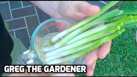HOW TO GROW SCALLIONS/GREEN ONIONS from Store Bought Ones - GregTheGardener