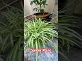 spider plant #spiderplant #indoorplants #shortvideo