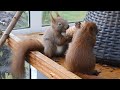 Eichhörnchen Auswilderung Tom + Anton 4 / Squirrels - bringing up and release