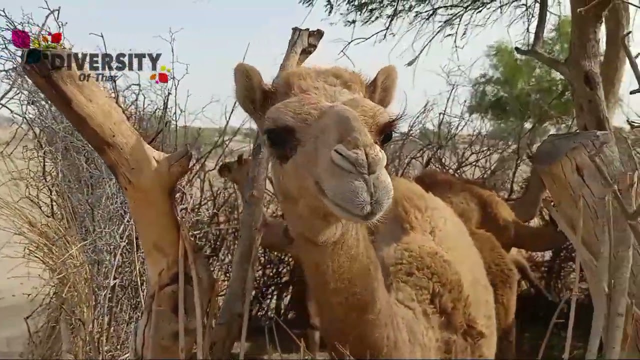 Camel Calf Of Tharparkar || Beautiful Camel Calf || Camel Calf Crying
