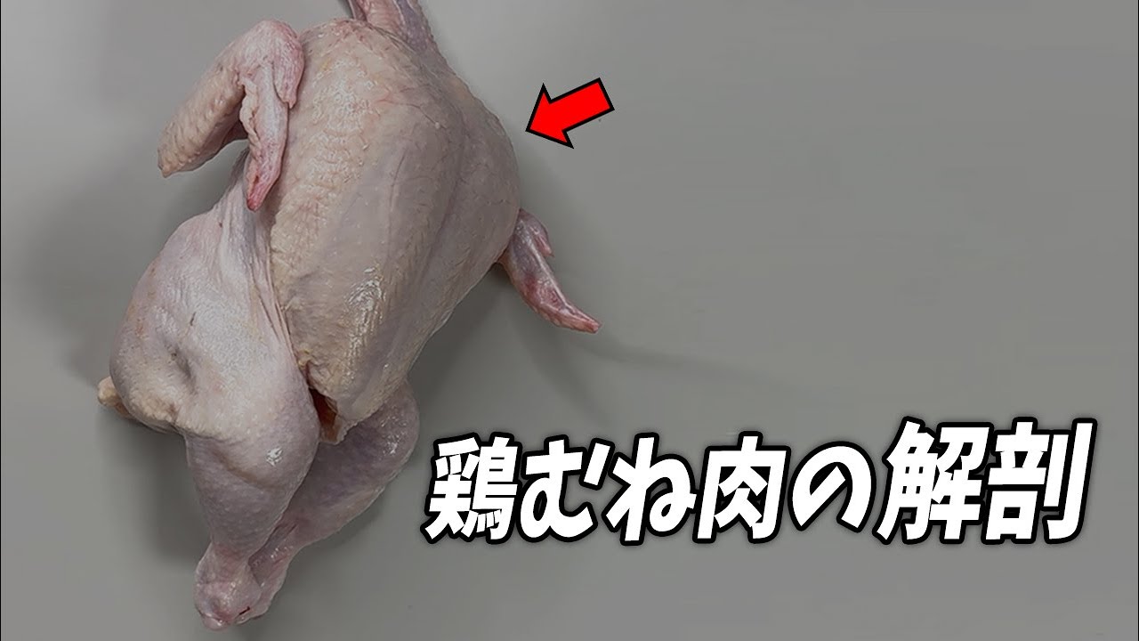 ニワトリはなぜ胸の筋肉が多いの？（飛ばないのに…）