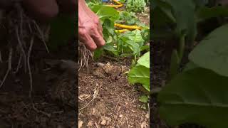 Young farmingskills#farmlife #rogater #agriculture #gardening #agro #satisfying #nobatidao #fyp