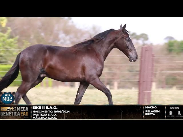 LOTE M02