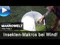 Insekten-Makros bei Wind (Makrowelt Video Nr. 2)