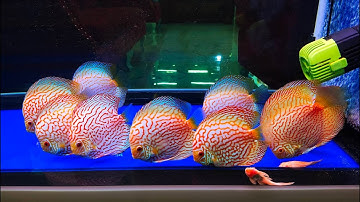 เชียร์ อยุธยา  - งานสลับที่ตู้ปลา 60" A เพิ่มเติม 60" B + Upgrade ระบบกรองบ่อปลาคาร์พ + Overflow 4