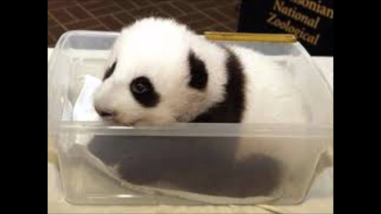 Cute baby animal slide show YouTube