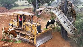 EPIC LAND CLEARING!! OPERATOR SKILLS!! Bulldozer Massive Hit Giant SNAKE Encounter Brush MACHINES