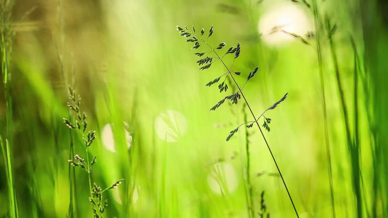 Falun dafa music - Meditation music - Relaxing Music - Yoga Music