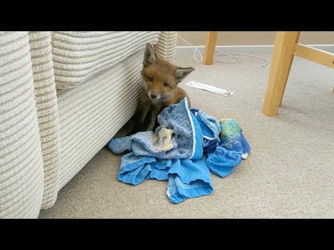 Family Rescue Baby Fox Cub