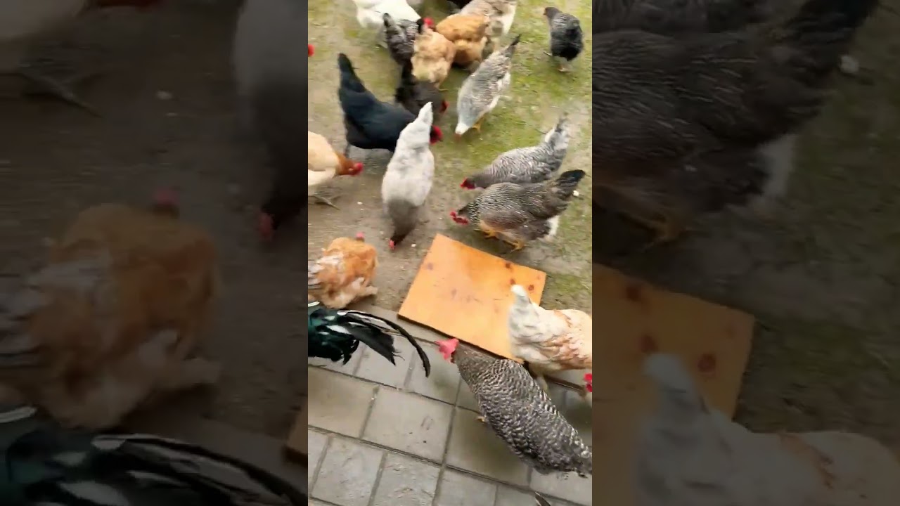 beautiful chickens flock🥰 