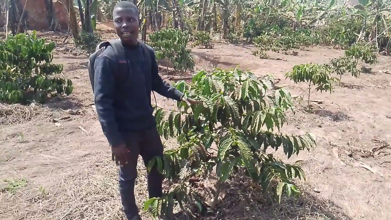 UKUNJAJI WA KAHAWA - ROBUSTA COFFEE BENDING