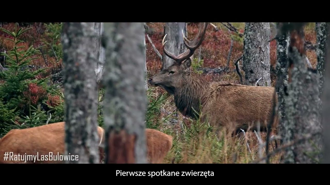 Ratujmy Las Bulowice