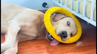 The Laziest Dogs Are Right Here Funny Dogs Video