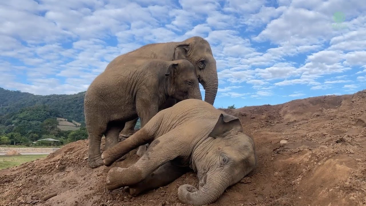 Our Baby Elephants Start Their Day with Play - ElephantNews