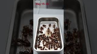 30 Days Ant Colony Decomposition Study | Mass Insect Decay #shorts #science #viral