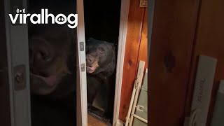 Bear Politely Closes Door || ViralHog