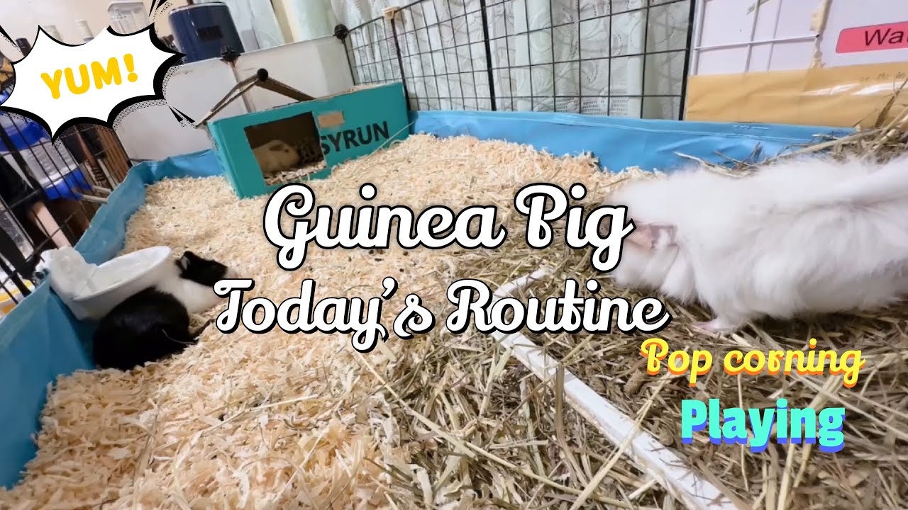 Guinea pigs routine when utilizing wood shaving beddings YouTube