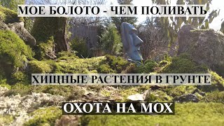 Мое БОЛОТО ! ХИЩНЫЕ РАСТЕНИЯ В ГРУНТЕ ! Чем поливать хищные растения  / Плотоядные растения