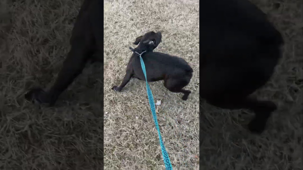 PitCorso X Rottweiler DoGzOnGoTV 