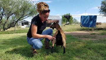 ADGA Scorecard - Know the Quality of Your Goats and Improve Your Breedings