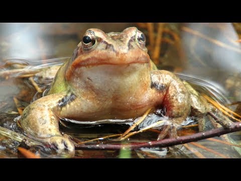 Лягушка после зимней спячки, Frog after winter hibernation