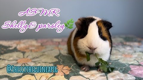 ASMR Guinea Pig Enjoys Fresh Parsley Leaves | Cute Crunchy Eating Sounds