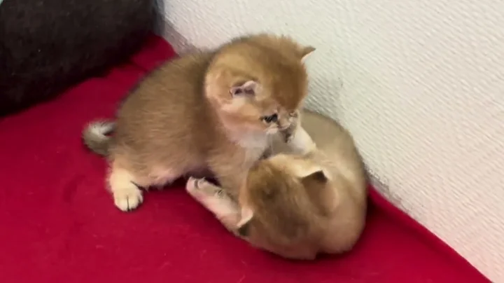 Video 11192961: british shorthair kittens, little british shorthair, british shorthair baby