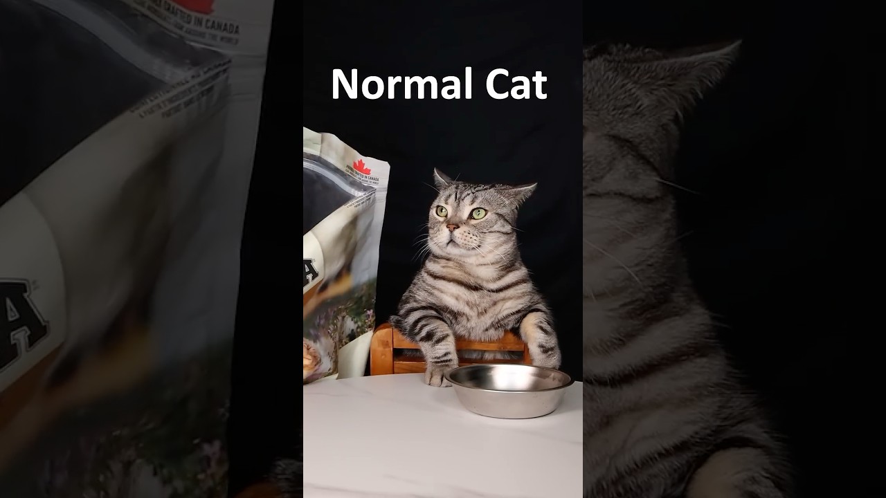 More subscribe more cat food!