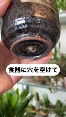 ダイソーの道具で食器に5秒で穴を空けて鉢にする方法 #ガーデニング #園芸 #観葉植物