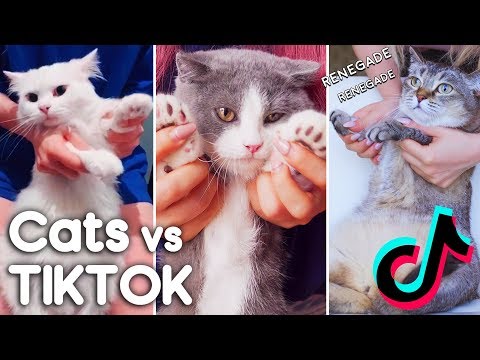 Cats Try To