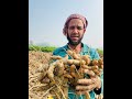 হলুদে বাম্পার ফলন এবার ১ বিঘাত = ৩৩ শতাংশে ১০০ মুন পার হলুদ হয়েছে#shorts #foryou #vairalvideo