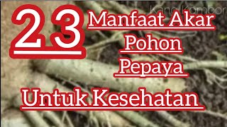 23 Manfaat Khasiat Akar Pohon Pepaya Untuk Kesehatan
