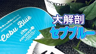 ポトス　ブルーフォーム　海外新品種　セブブルーより入手困難　カット苗発根済み mqdefault.jpg