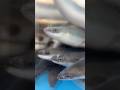 Eel frens :3c #eels #fish #seacreatures #animals #wildlife